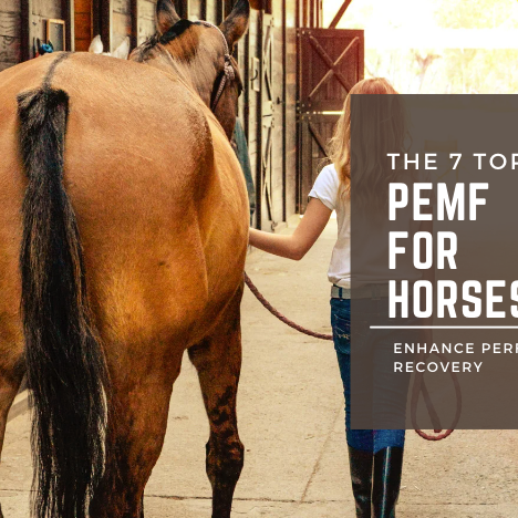The 8 Top Benefits of PEMF for Horses