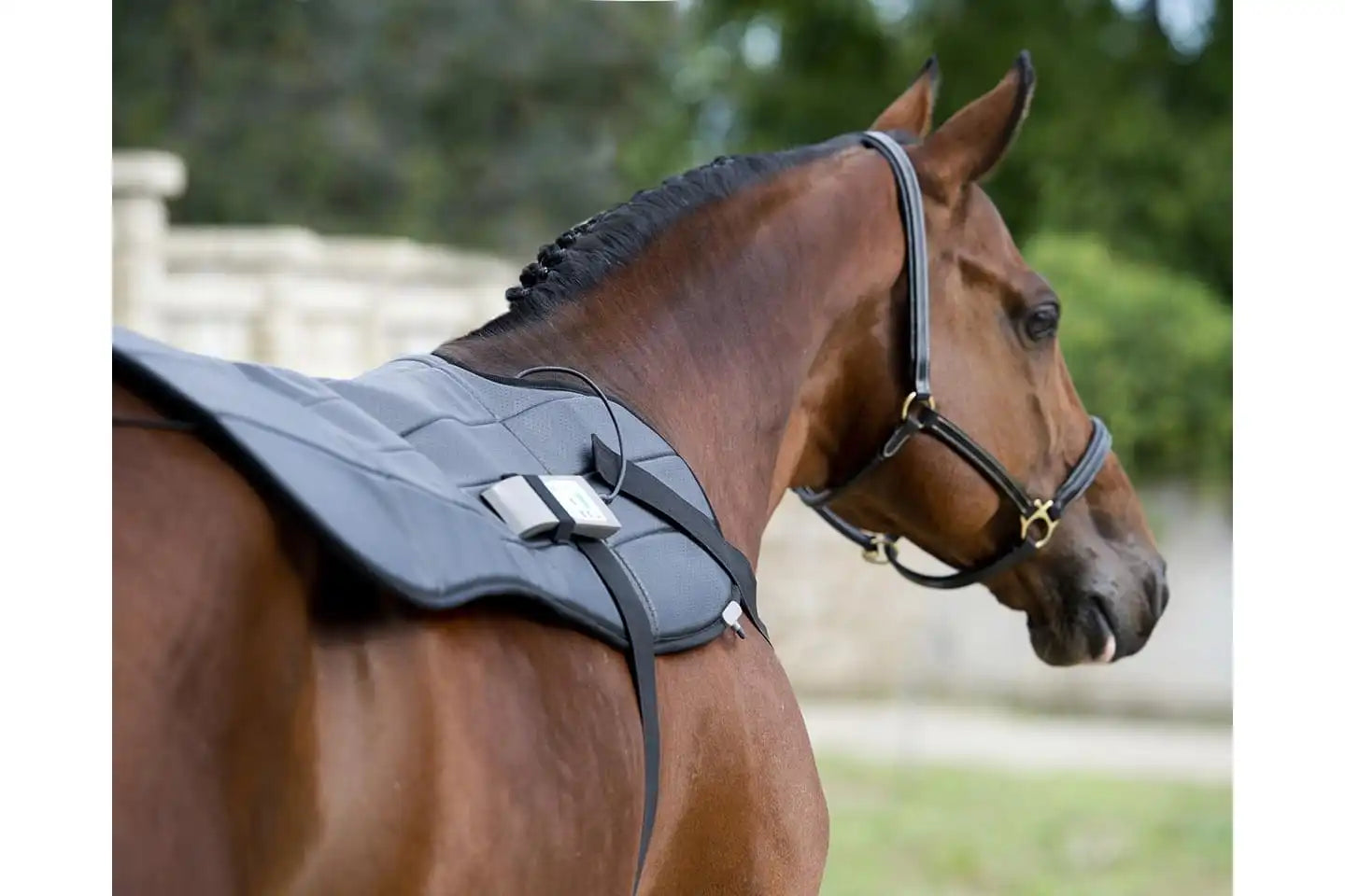 Pemf Blanket For Horses that helps stimulate the body of the horse for healing