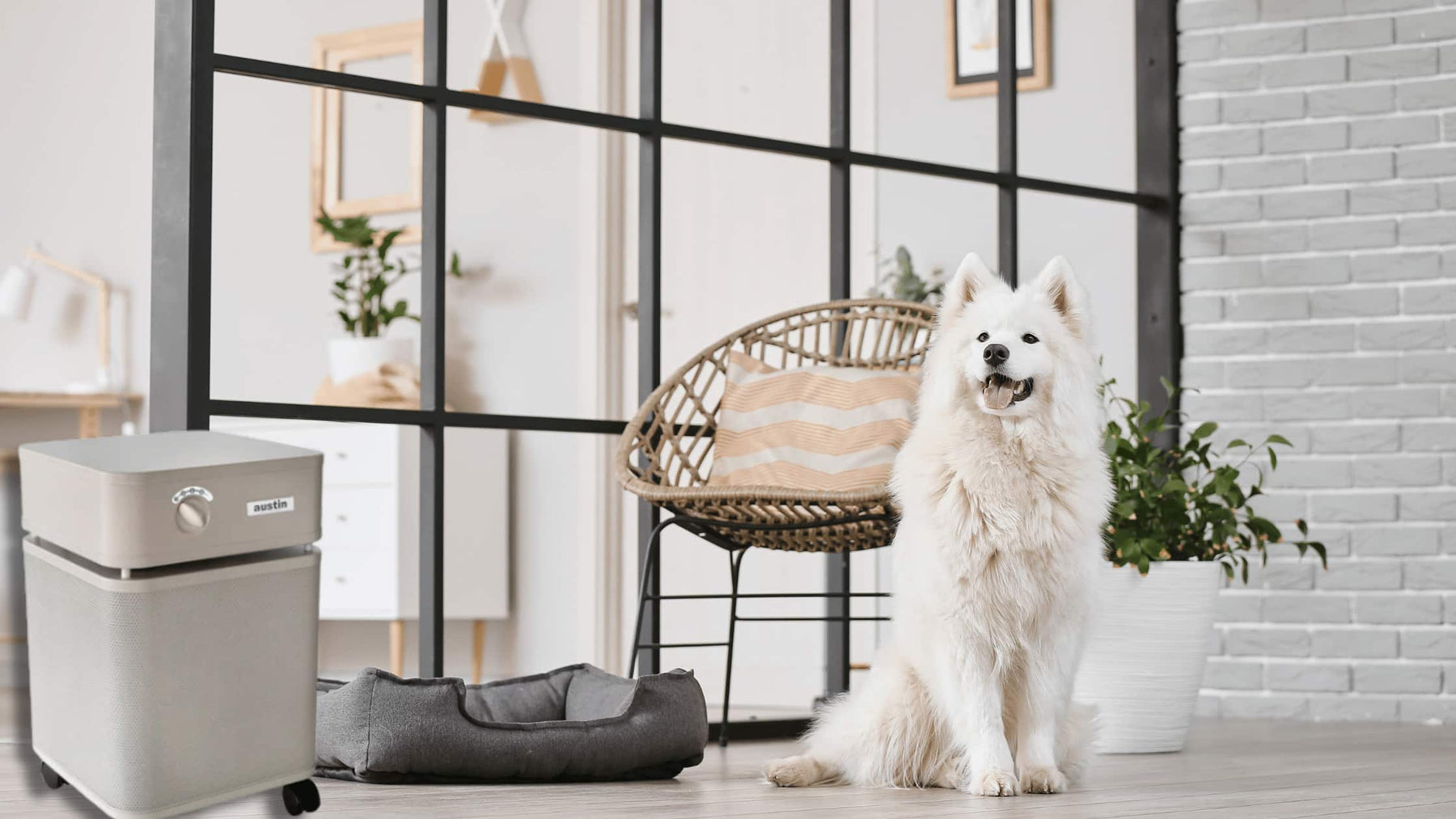 Why Austin Air HealthMate Plus is the Best Air Purifier for Pet Owners | Carbon Wellness MD