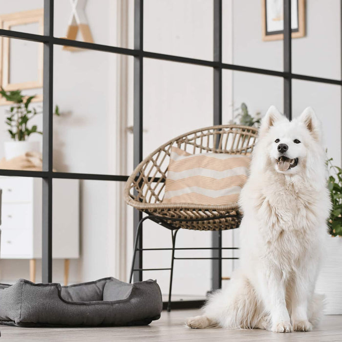 Why Austin Air HealthMate Plus is the Best Air Purifier for Pet Owners | Carbon Wellness MD