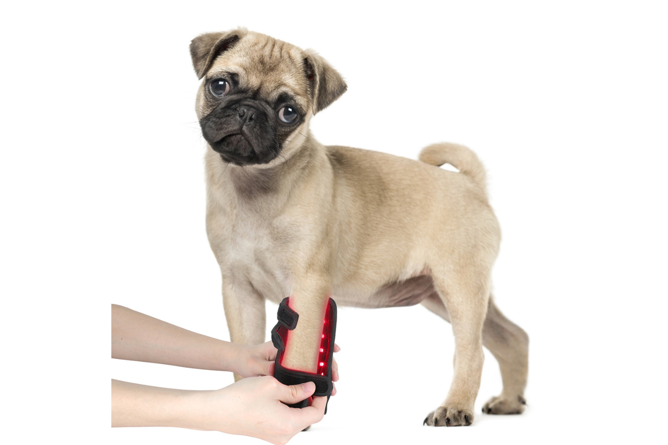 Equiviva Dog Red Light Therapy Leg Wrap Features