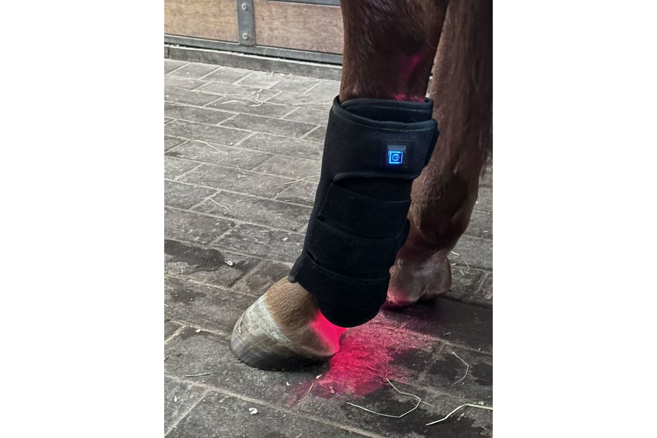 Equiviva Horse Red Light Therapy Leg Wrap