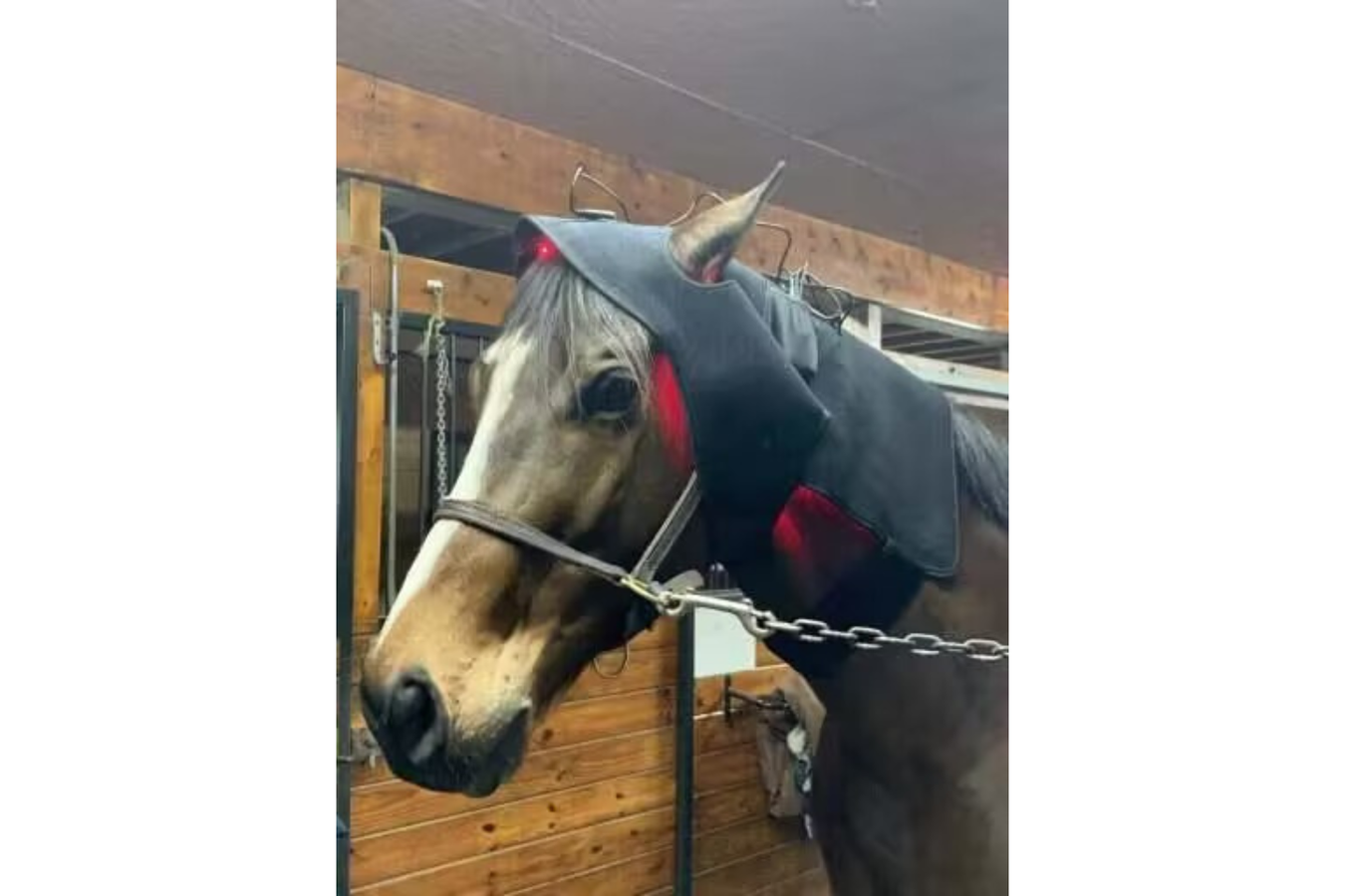 Equiviva Horse Red Light Therapy Poll Cap and Neck Wrap