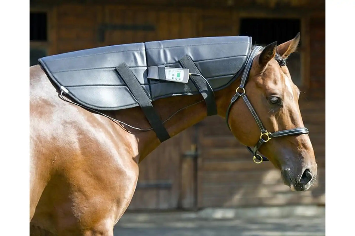 Equine Pemf Therapy By Omi in use the neck upper part of the horse