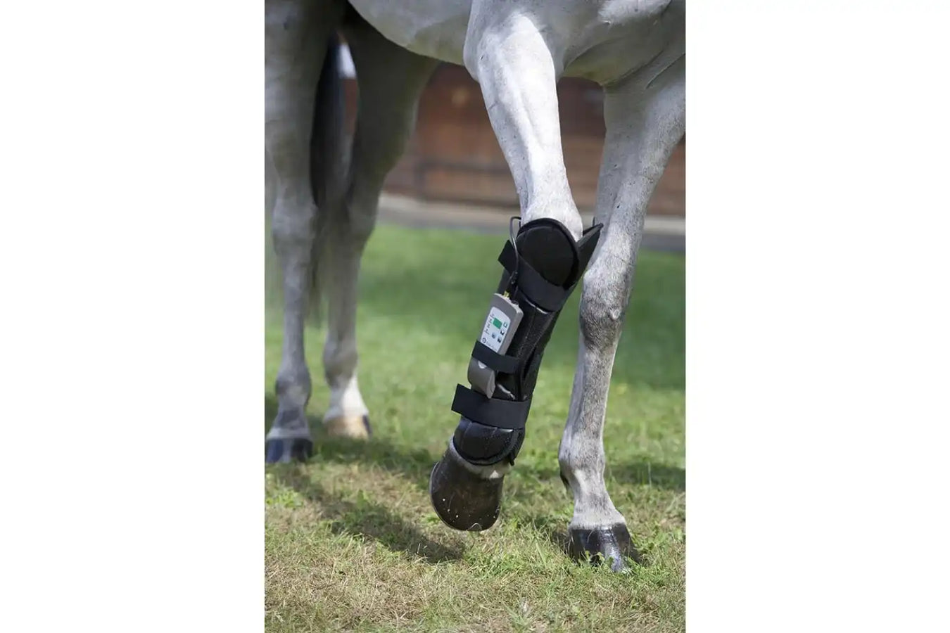 Equine Pemf Therapy By Omi front leg wrap in use