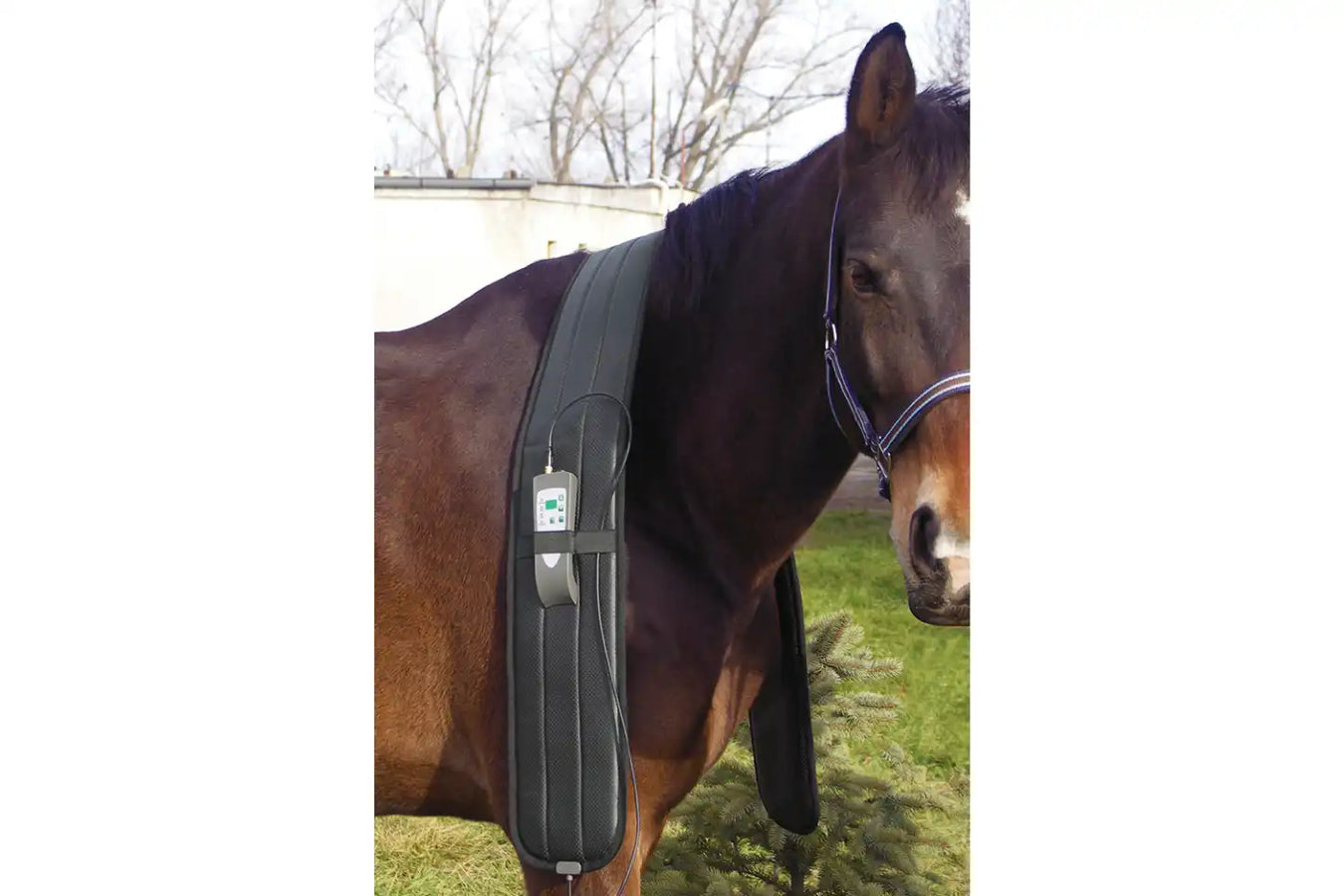 Pemf Treatment For Horses in use in the horse shoulder
