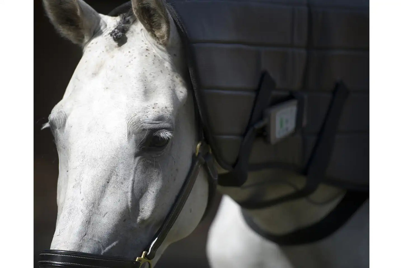 OMI Pemf Horse neck wrap in use