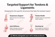 Diagram of targeted equine red light therapy support for tendons and ligaments with illustrations and text on a white background.