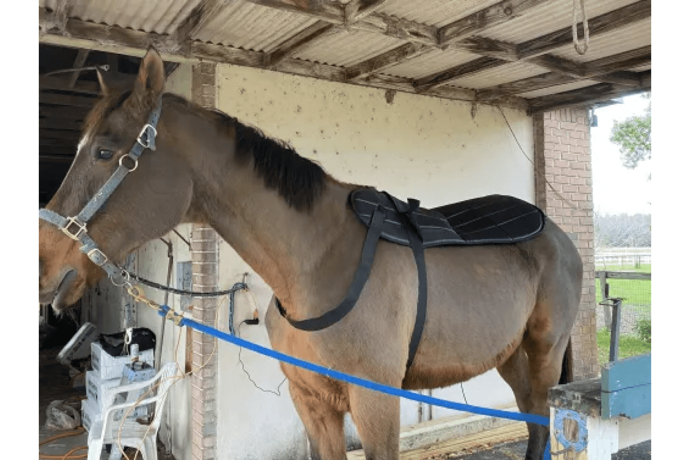 Omi Pemf Therapy For Horses in operation