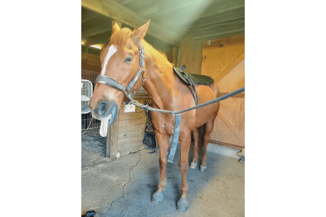 Equine Pemf Therapy By Omi in operation in the back of the horse